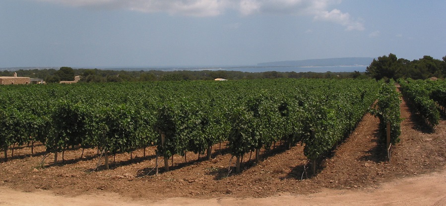 Saborear Formentera… ¡a través de sus vinos!